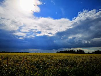 Scenic view of agricultural field against sky