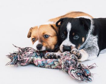 Close-up portrait of puppy