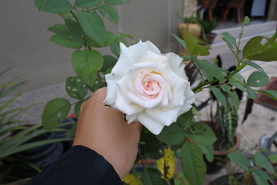 Close-up of hand holding rose bouquet