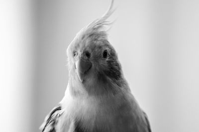 Close-up portrait of bird