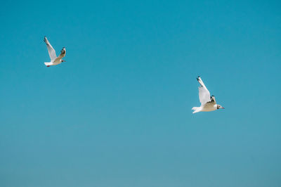 Low angle view of seagulls flying against clear blue sky