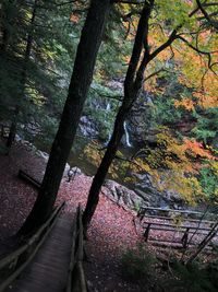 Trees in forest during autumn