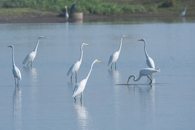 Birds in lake