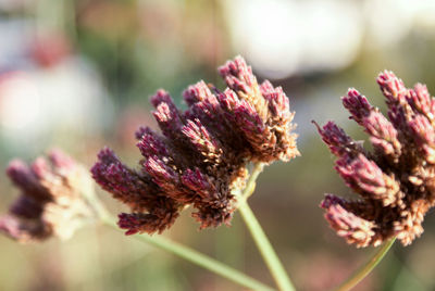 Close-up of purple flowers blooming outdoors