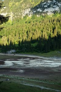 Scenic view of lake in forest