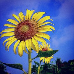 Low angle view of sunflower