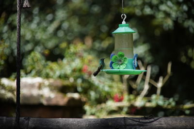 Close-up of small toy hanging in park