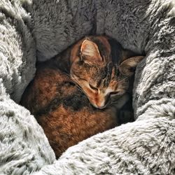 Close-up of cat sleeping