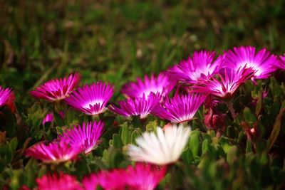 Close-up of pink flowering plants on field