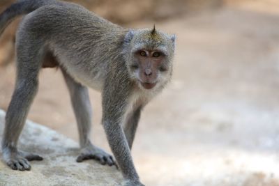 Close-up portrait of monkey