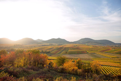 Scenic view of field against sky