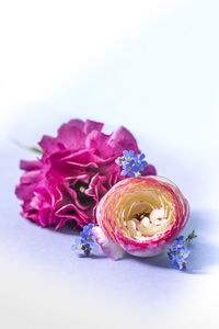 Close-up of pink roses against white background