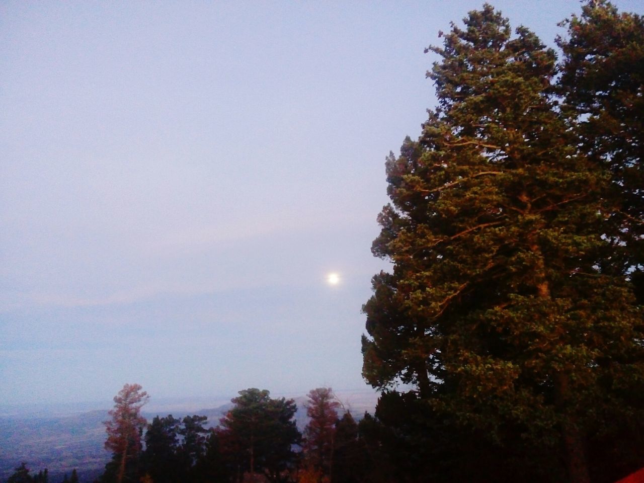 HIGH SECTION OF TREES AGAINST MOON