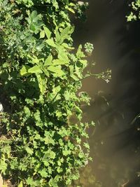 Close-up of fresh green plants