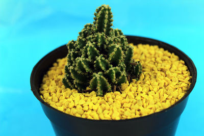 Close-up of succulent plant in container against blue background