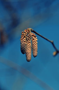 Low angle view of dried plant against blue sky