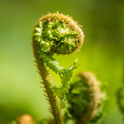 Close-up of fern bud