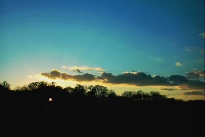 Silhouette of trees at sunset