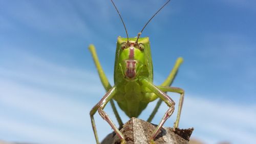 Portrait of grasshopper on rock against sky