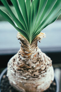 Close-up of potted plant