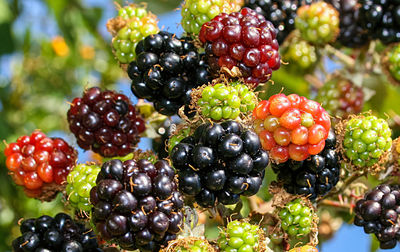 Multicolored mulberries fruits on the tree 