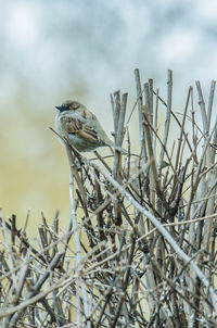 Close-up of bird perching on branch