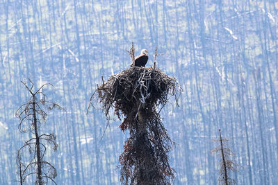 Bird perching on nest in winter