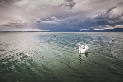 View of bird in sea against sky