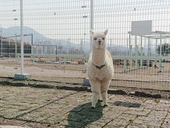 Portrait of a horse in cage