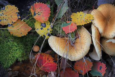 High angle view of mushrooms growing on field