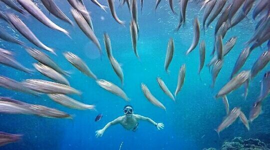 UNDERWATER VIEW OF FISH SWIMMING IN SEA