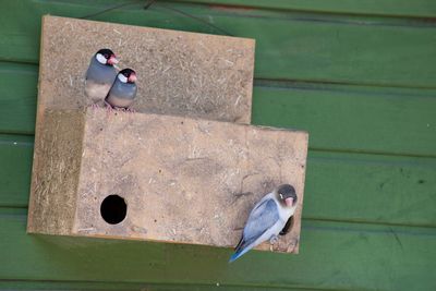 Close-up of two birds perching on wood