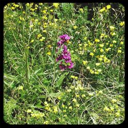 Close-up of flowers blooming on field