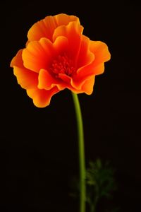 Close-up of orange flower against black background