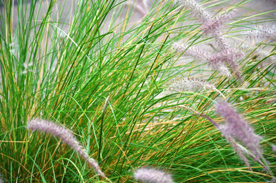 Close-up of plants growing in field