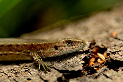 Close-up of lizard on land