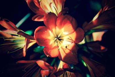 Close-up of flowers blooming outdoors