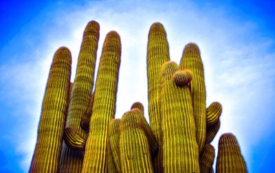 Cactus greeting sky