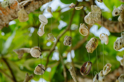 Close-up of flowering plants