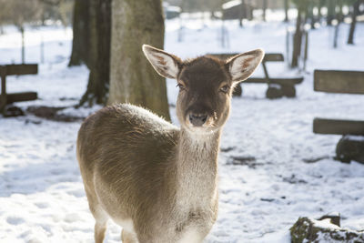 Close-up of deer