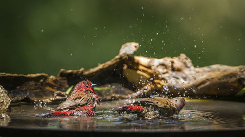 View of birds in lake