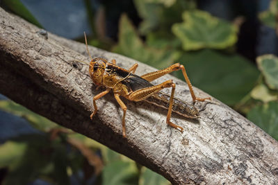 Close-up of grasshopper