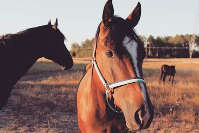 Horses in ranch