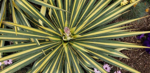 Full frame shot of palm leaf