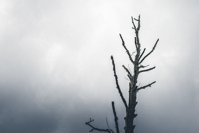 Low angle view of bare tree against sky