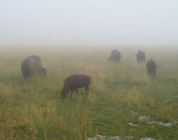 View of sheep grazing in field