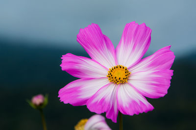 Close-up of pink cosmos flower