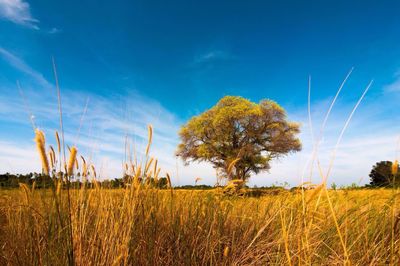 Scenic view of farm against blue sky