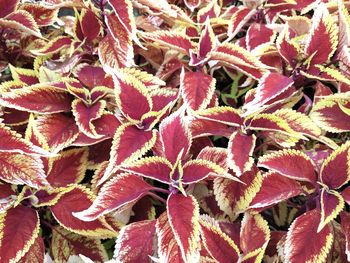 Full frame shot of red leaves on plant during autumn