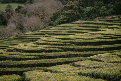 Scenic view of agricultural field